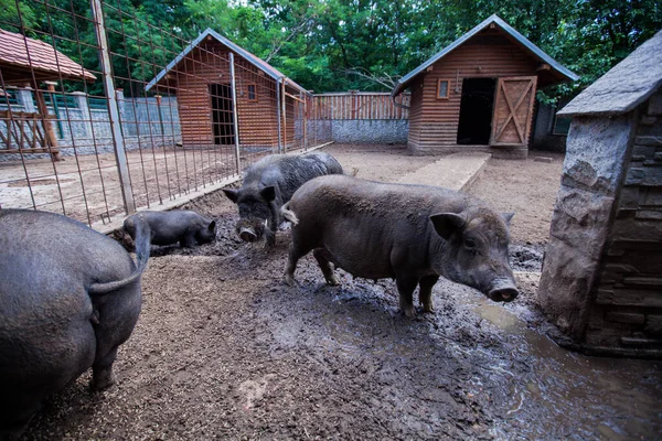 Tradiční Plemeno Černých Prasat Venkovských Farmách Původních Plemen Zvířat — Stock fotografie