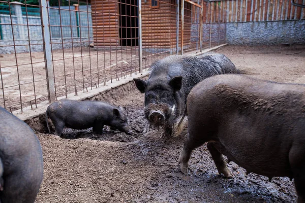 Tradiční Plemeno Černých Prasat Venkovských Farmách Původních Plemen Zvířat — Stock fotografie