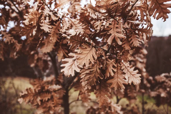 Κλάδοι Από Φύλλα Ξηρής Βελανιδιάς Δέντρο Στα Τέλη Της Φθινοπωρινής — Φωτογραφία Αρχείου
