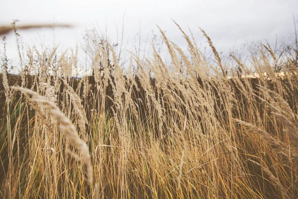 Getrocknetes Gras Felder Naturlandschaft Bewölkten Herbsttag Nahaufnahme — Stockfoto
