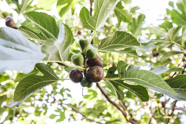 Sağlıklı Yaz Dallarda Meyveli Incir — Stok fotoğraf