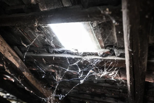 버려진 방에서 거미들이 창문을 기어오르는 — 스톡 사진