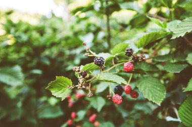 Kendi yetiştirdiğim organik böğürtlen ektim. 