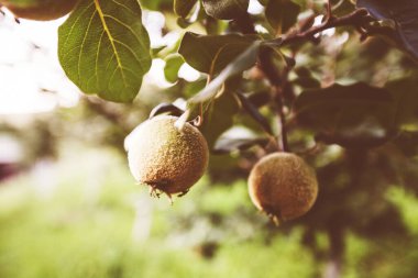 Yaz günü meyve bahçesindeki dallarda taze organik ayva..