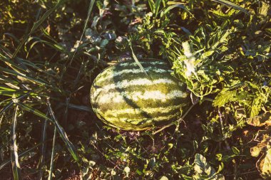Organik Taze Karpuz, Çiftlik, Yaz Günışığı, Yakın plan Görünümü