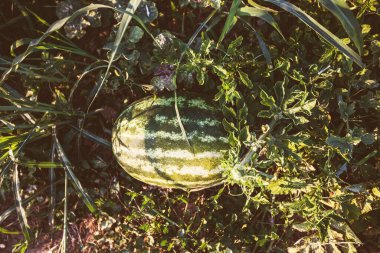 Organik Taze Karpuz, Çiftlik, Yaz Günışığı, Yakın plan Görünümü