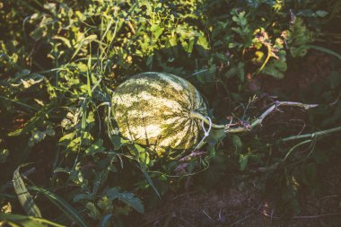 Organik Taze Karpuz, Çiftlik, Yaz Günışığı, Yakın plan Görünümü