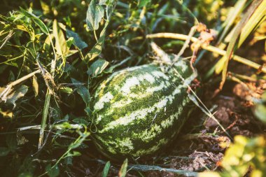 Organik Taze Karpuz, Çiftlik, Yaz Günışığı, Yakın plan Görünümü