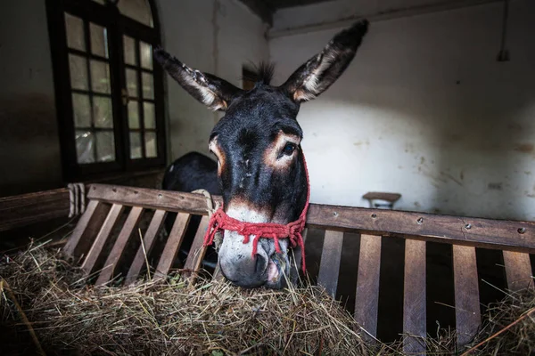 Donkey Portrait Barn Farm Eating Hay Stable — Stock Photo, Image