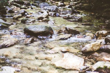 Güzel Orman Manzarası, Akan Su, Dağ Deresi, Doğadaki Yaz Günü 