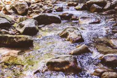Mountain River Akıntısı Yaz Ormanı 'ndan geçiyor. Temiz Su. Doğadaki Gün. Güzel Manzara 