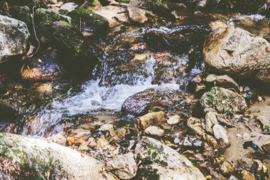 Mountain River Akıntısı Yaz Ormanı 'ndan geçiyor. Temiz Su. Doğadaki Gün. Güzel Manzara 