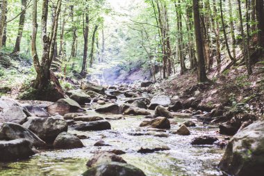 Mountain River Akıntısı Yaz Ormanı 'ndan geçiyor. Temiz Su. Doğadaki Gün. Güzel Manzara 
