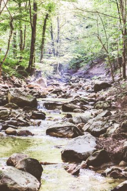 Mountain River Akıntısı Yaz Ormanı 'ndan geçiyor. Temiz Su. Doğadaki Gün. Güzel Manzara 