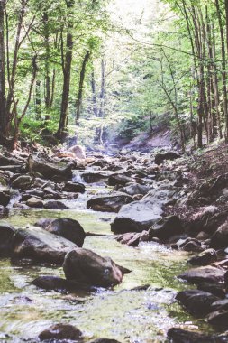 Mountain River Akıntısı Yaz Ormanı 'ndan geçiyor. Temiz Su. Doğadaki Gün. Güzel Manzara 