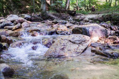 Mountain River Akıntısı Yaz Ormanı 'ndan geçiyor. Temiz Su. Doğadaki Gün. Güzel Manzara 