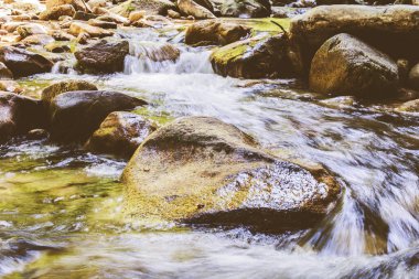 Mountain River Akıntısı Yaz Ormanı 'ndan geçiyor. Temiz Su. Doğada Gün. 