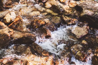 Mountain River Akıntısı Yaz Ormanı 'ndan geçiyor. Temiz Su. Doğada Gün. 