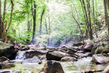 Mountain River Akıntısı Yaz Ormanı 'ndan geçiyor. Temiz Su. Doğada Gün. 
