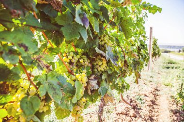 Üzüm bağında olgun Riesling üzümleri, beyaz şarap üzümleri, Riesling aromatik bir üzüm, yaz güneşi, yakın çekim manzarası. 