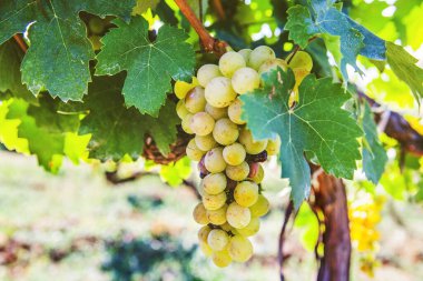 Üzüm bağında olgun Riesling üzümleri, beyaz şarap üzümleri, Riesling aromatik bir üzüm, yaz güneşi, yakın çekim manzarası. 