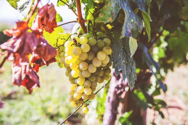 Ripe Riesling Grapes Vineyard White Wine Grapes Riesling Aromatic Grape — Stock Photo, Image