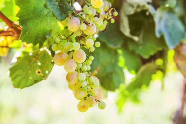 Ripe Riesling Grapes Vineyard White Wine Grapes Riesling Aromatic Grape — Stock Photo, Image