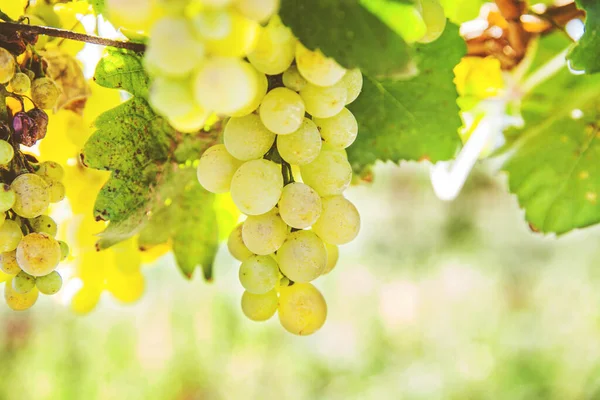 Ripe Riesling Grapes Vineyard White Wine Grapes Riesling Aromatic Grape — Stock Photo, Image