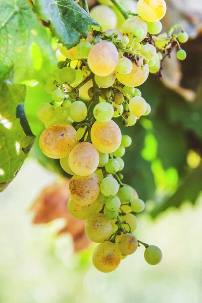 Ripe Riesling Grapes Vineyard White Wine Grapes Riesling Aromatic Grape — Stock Photo, Image