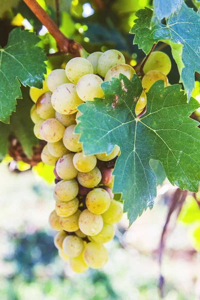 Ripe Riesling Grapes Vineyard White Wine Grapes Riesling Aromatic Grape — Stock Photo, Image