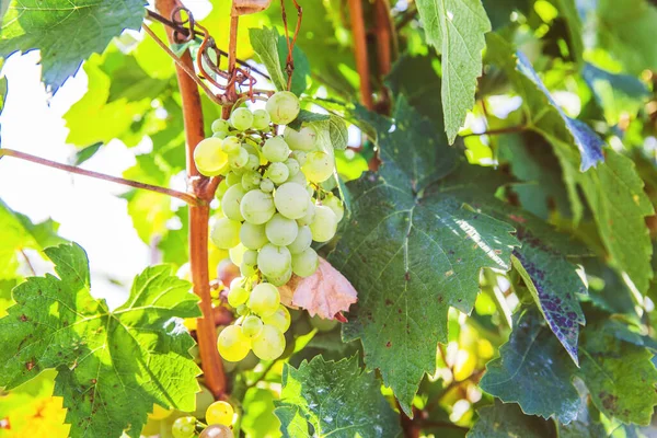 Ripe Riesling Grapes Vineyard White Wine Grapes Riesling Aromatic Grape — Stock Photo, Image