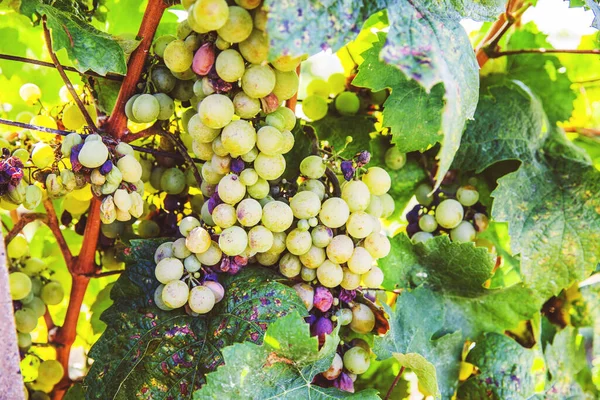 Ripe Riesling Grapes Vineyard White Wine Grapes Riesling Aromatic Grape — Stock Photo, Image
