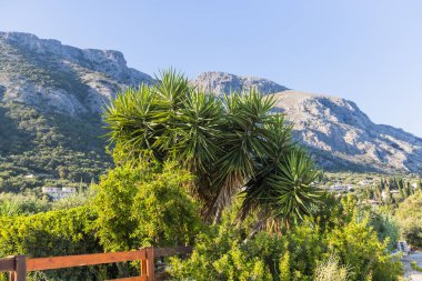 Bereketli yeşillik, palmiye benzeri bitkiler ve açık mavi gökyüzünün altındaki kayalık tepelerle Akdeniz dağları manzarası.