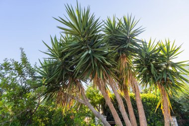 Açık bir yaz gününde, açık mavi gökyüzünün altında yemyeşil yemyeşil bir bahçeden Akdeniz palmiyeleri yükselir..