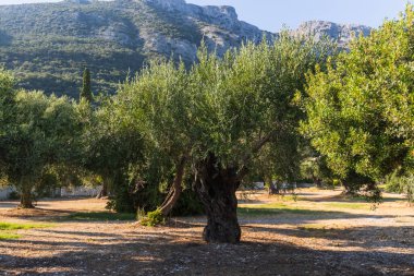 Güneş ışığı, kayalık tepelere ve açık mavi gökyüzüne karşı kurulmuş huzurlu bir Akdeniz koruluğundaki eski zeytin ağaçlarının arasından süzülür..