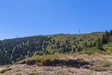 Görkemli dağ ormanları yemyeşil çam ağaçları ve berrak mavi gökyüzü