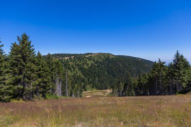 Çamur yolu olan huzurlu orman çayırı yemyeşil ve yemyeşil ağaçların arasında süzülüyor.
