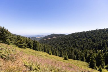 Görkemli dağ ormanları yemyeşil çam ağaçları ve berrak mavi gökyüzü