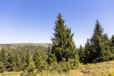 Görkemli dağ ormanları yemyeşil çam ağaçları ve berrak mavi gökyüzü