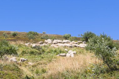 Parlak mavi bir gökyüzünün altında otlayan koyunların olduğu sakin kırsal bölge.