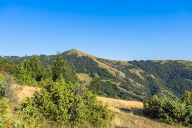 Yaz Gününde Mavi Gök ile Yuvarlanan Tepeler Ormanı