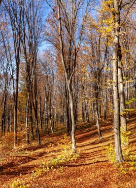 Güneşli bir gün ormanda Outum