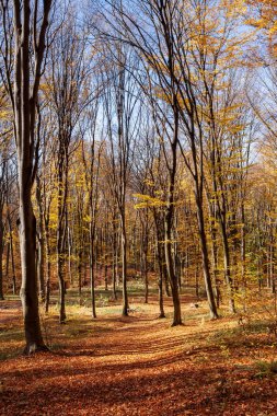 Güneşli bir gün ormanda Outum