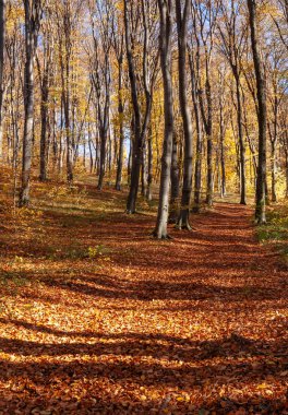 Güneşli bir gün ormanda Outum