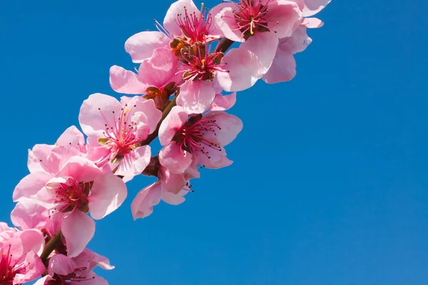 Fiori Pesca Sopra Cielo Blu — Foto Stock