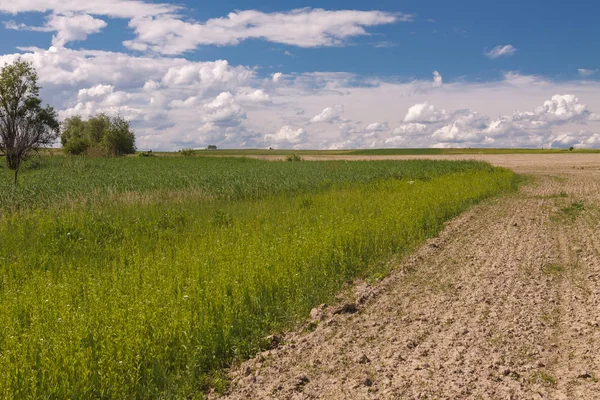 Weizenfeld Unter Blauem Himmel — Stockfoto