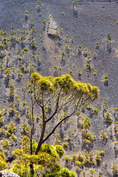 Veduta All Interno Del Cratere Del Vulcano Sant Antonio Palma — Foto Stock