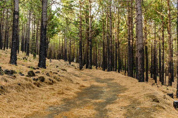 Caminho Longo Ruta Los Volcanes Bela Trilha Sobre Vulcões Palma — Fotografia de Stock