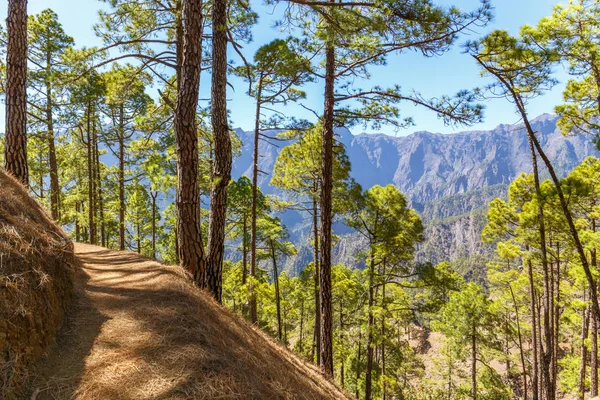 Caminho Dentro Parque Nacional Caldera Taburiente Palma Ilhas Canárias — Fotografia de Stock