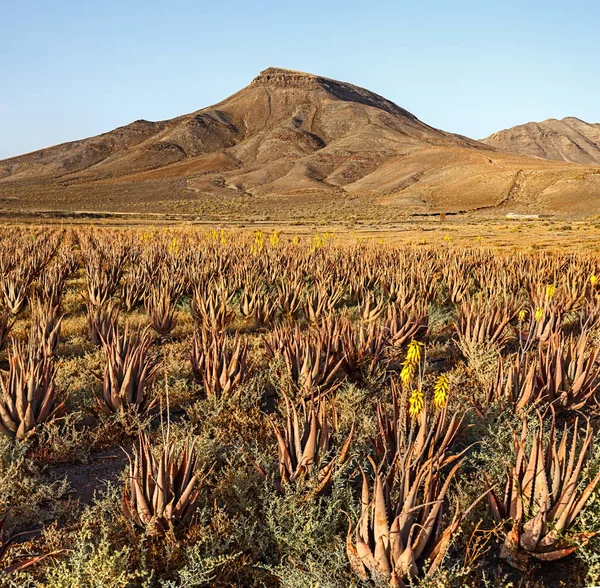 Aloe Vera Landwirtschaft Auf Vulkanischem Land — Stockfoto